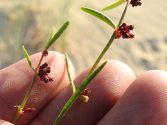 Phyllanthus warnockii