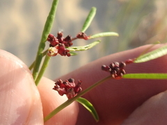 Phyllanthus warnockii