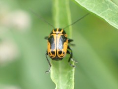 Cryptocephalus castaneus