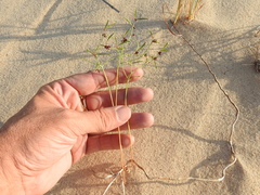 Phyllanthus warnockii