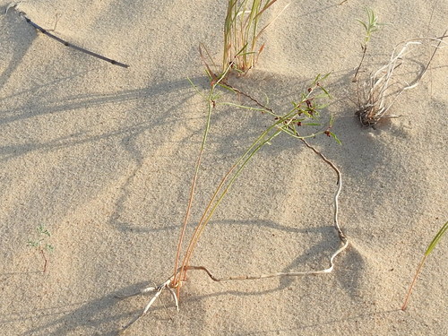 Image of Phyllanthus warnockii by (c) Sam Kieschnick, some rights reserved (CC BY)