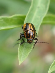 Cryptocephalus castaneus