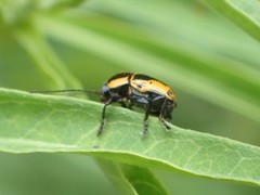 Cryptocephalus castaneus