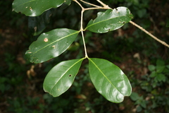 Chionanthus peglerae