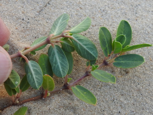 Image of Euphorbia carunculata by (c) Sam Kieschnick, some rights reserved (CC BY)