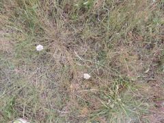 Armeria maritima elongata