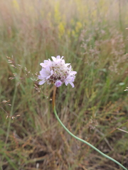 Armeria maritima elongata
