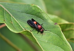 Timulla compressicornis