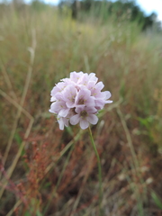 Armeria maritima elongata