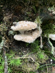 Calcipostia guttulata