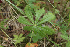 Potentilla humifusa