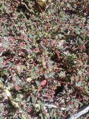 Euphorbia capitellata