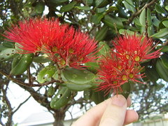 Metrosideros kermadecensis