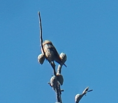 Loxia sinesciuris