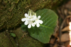Streptocarpus pentherianus