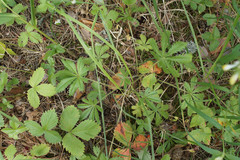 Potentilla humifusa