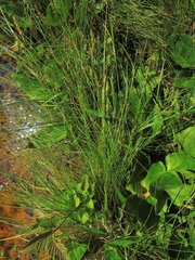 Carex interior