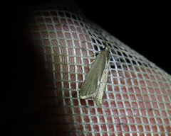 Acompsia cinerella