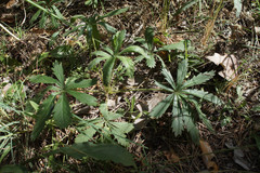 Potentilla humifusa