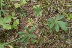 Potentilla humifusa