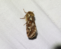 Korscheltellus fusconebulosa