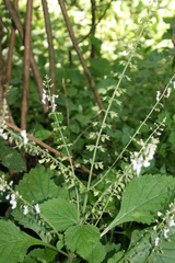 Plectranthus grallatus