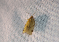 Paramesia gnomana