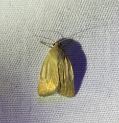 Heliocheilus paradoxus