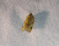 Paramesia gnomana