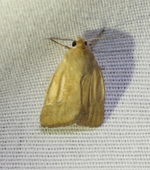 Heliocheilus paradoxus