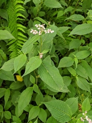 Koenigia campanulata