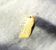 Heliocheilus paradoxus