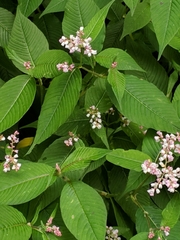 Koenigia campanulata