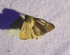 Heliocheilus paradoxus