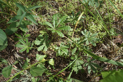 Potentilla humifusa