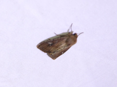 Apamea lateritia