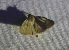 Heliocheilus paradoxus