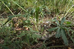 Potentilla humifusa