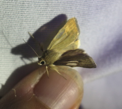 Heliocheilus paradoxus