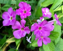 Phlox ovata
