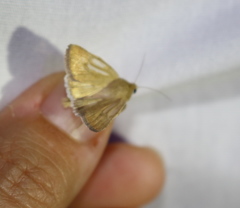 Heliocheilus paradoxus