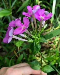 Phlox ovata
