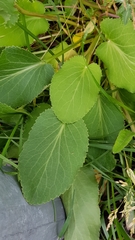Eryngium planum