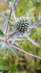 Eryngium planum
