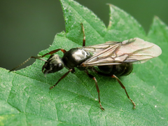 Formica fusca