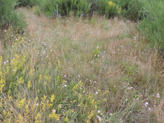 Armeria maritima elongata
