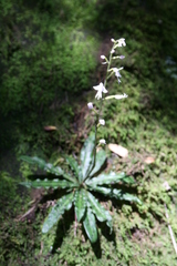 Stenoglottis fimbriata