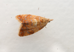 Pseudargyrotoza conwagana