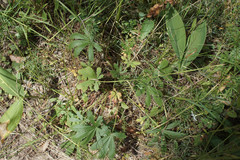 Potentilla humifusa
