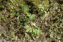 Potentilla humifusa